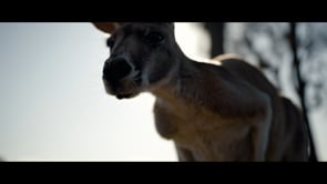 Oakvale Wildlife Park | Showcase Brand Film