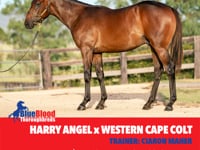 Harry Angel x Western Cape Colt Colt