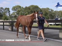 Farnan x Enstone Filly