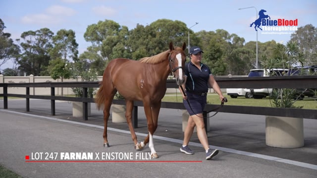 Farnan x Enstone Filly