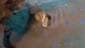 2268_blue spotted ribbontail ray close up