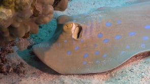 2269_blue spotted ribbontail ray close
