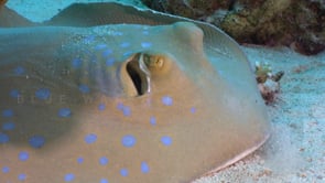 2274_Blue spotted ribbontail ray moving in front of camera
