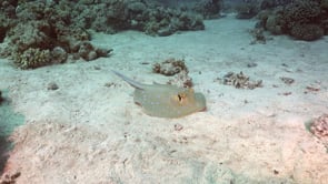 2277_Blue spotted ribbontail ray sitting on sand