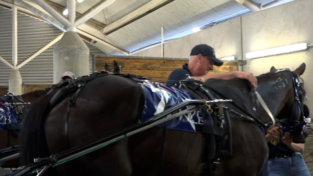 2024 NZB Standardbred National Yearling Sale | Stonewall Stud