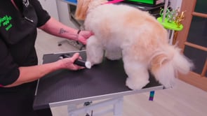 Having trouble with the pads on a bandy dog?