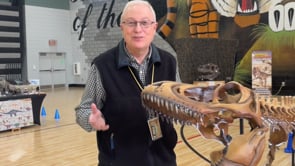 "Junior" the T. Rex Joins Traveling Dinos