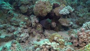 2209_Moray eel on coral reef in the Red Sea