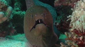 2333_Giant moray eel facing camera