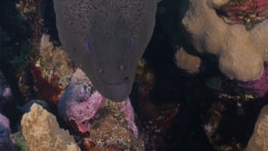 2334_Giant Moray eel showing teeth