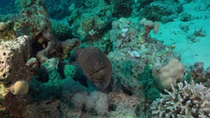 2336_Giant Moray eel on coral reef