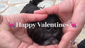 Happy Valentines Snoot or Boop