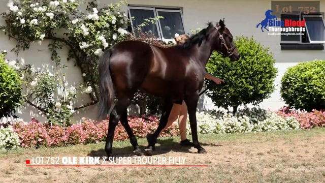 OLE KIRK x SUPER TROUPER Filly