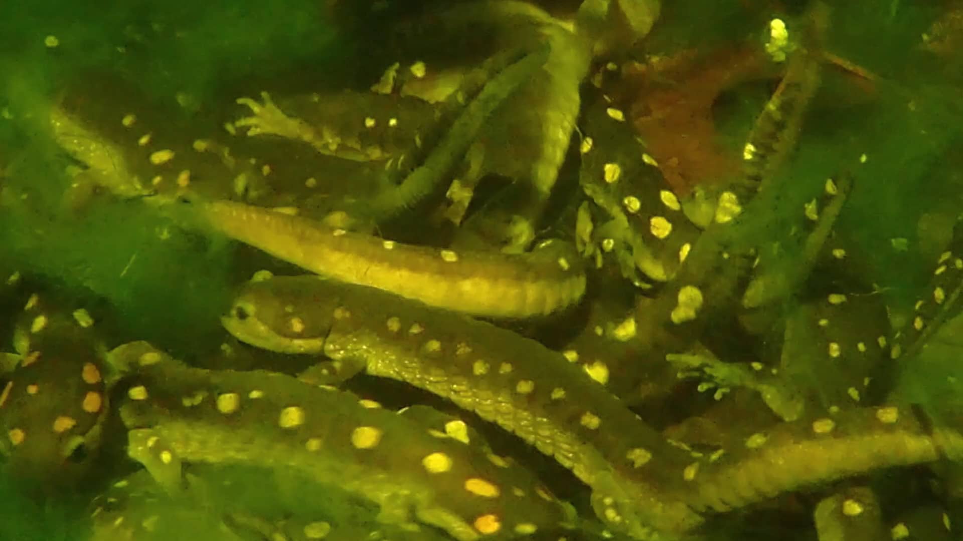 Salamanders breeding in our wildlife pool on Vimeo