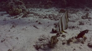 2341_Batfish swimming over ocean floor