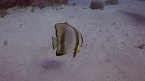 2342_Batfish swimming over coral reef