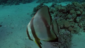 2343_Batfish close up on coral reef