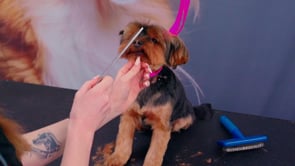 Microbite - Jess sets in Kenji's muzzle