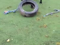 Egbert Video
