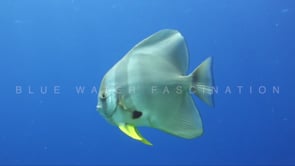 1564_Batfish passing close in front of the camera