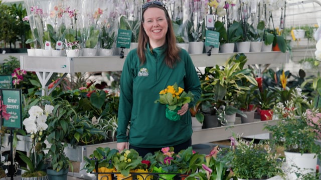 Primrose Spotlight | How to Grow and Care For Primula