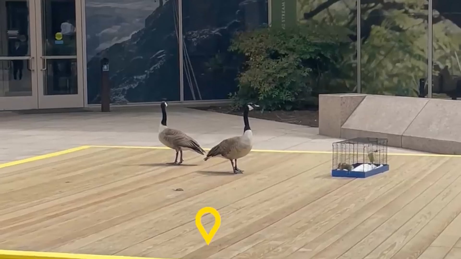 Nat Geo baby geese rescue