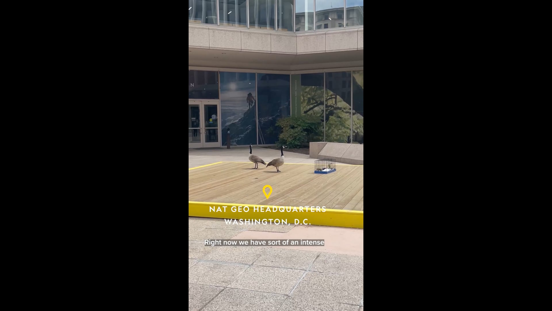 Nat Geo baby geese rescue