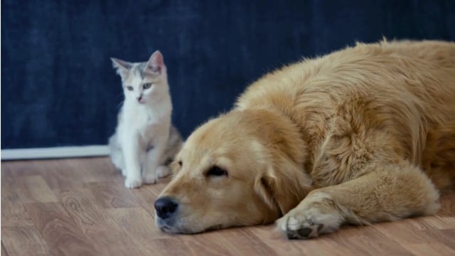 Cat And Dog Videos: Download 12+ Free 4K & HD Stock Footage Clips - Pixabay