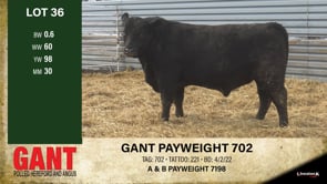 Lot #36 - GANT PAYWEIGHT 702