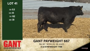 Lot #41 - GANT PAYWEIGHT 667