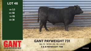 Lot #46 - GANT PAYWEIGHT 731