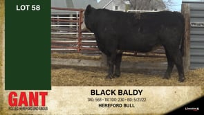 Lot #58 - BLACK BALDY 58