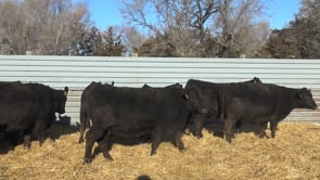 Lot #83 - Bred Angus Heifers - Group 1