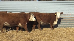 Lot #59 - Bred Hereford Heifer