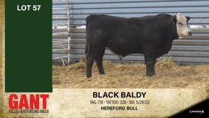 Lot #57 - BLACK BALDY 57