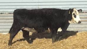 Lot #67 - Bred Baldy Heifer