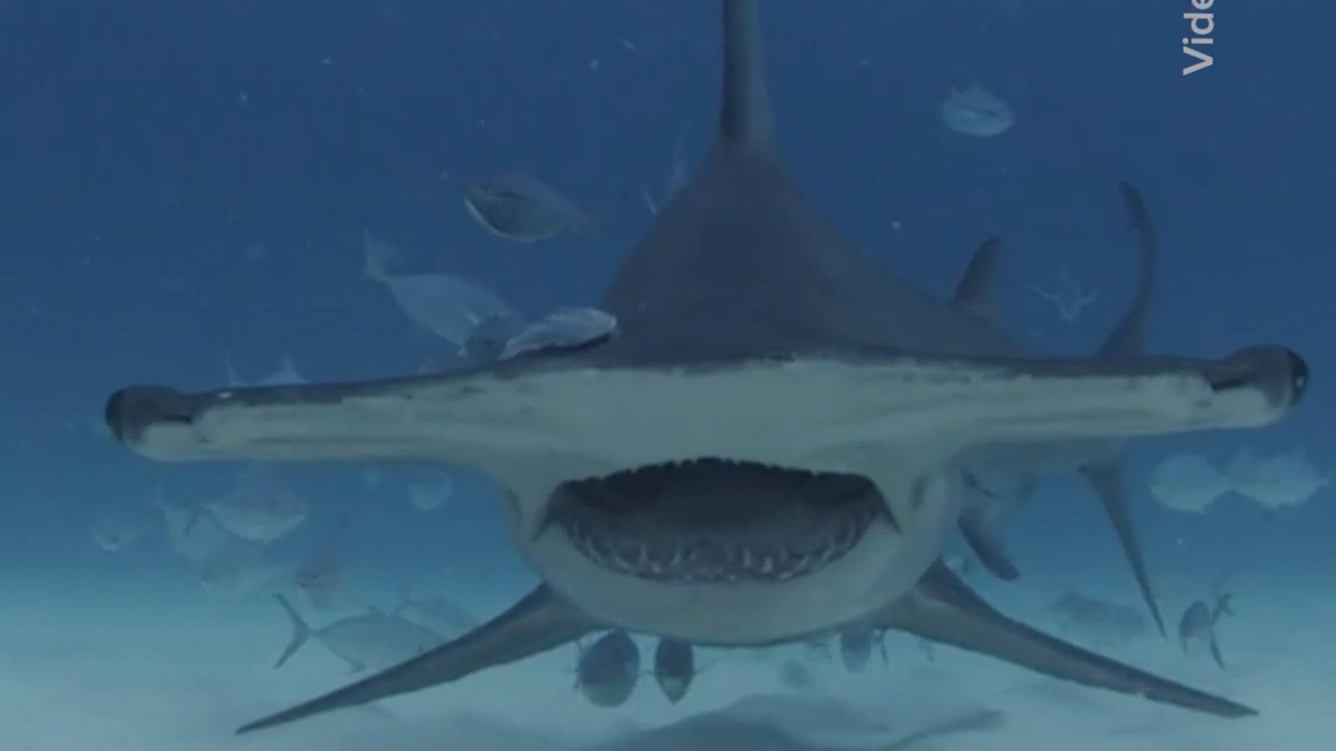 Shark meat is served on dinner plates around world-most people aren't aware