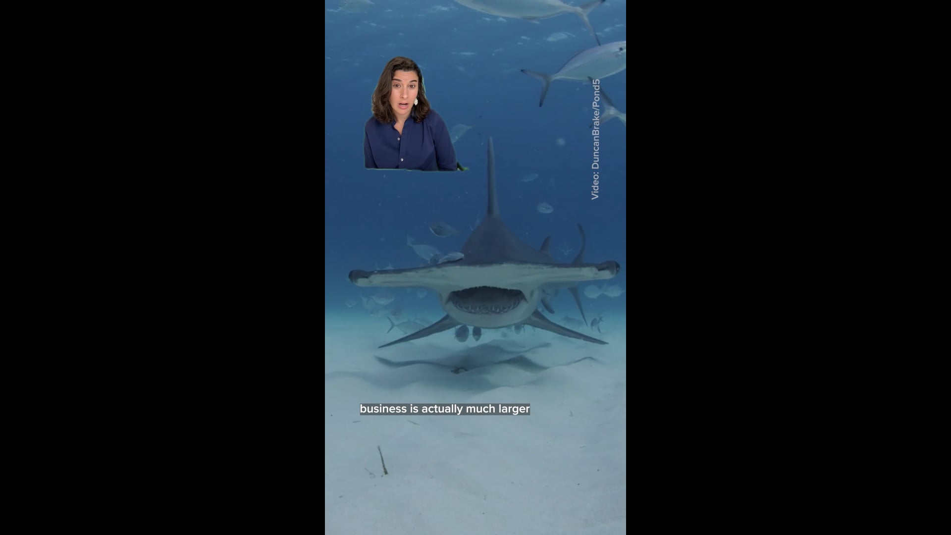 Shark meat is served on dinner plates around world-most people aren't aware