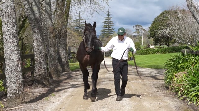 2024 NZB Standardbred National Yearling Sale | Mark Purdon