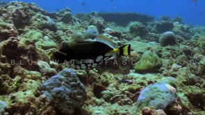 1875_Clown triggerfish swimming slowly over coral reef