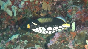 1874_Clown Triggerfish on reef