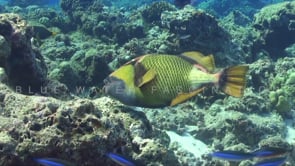 2438_Giant triggerfish on coral reef