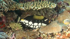 1872_Clown triggerfish on coral reef