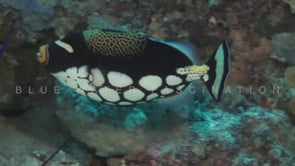 2441_Clown Triggerfish swimming close by