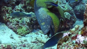 1571_Giant Triggerfish close up on coral reef