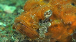 0129_Orange humpback scorpionfish super close up