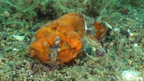 0128_Orange humpback scorpionfish