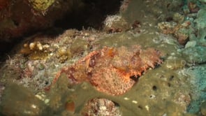 1884_Scorpionfish swimming over reef