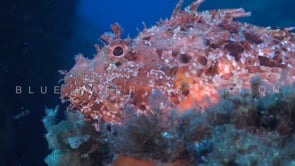 2106_Mediterranean scorpionfish close up