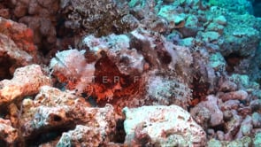 1544_Scorpionfish on coral